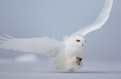national geographic, estados unidos, fotos, terra, fotografia