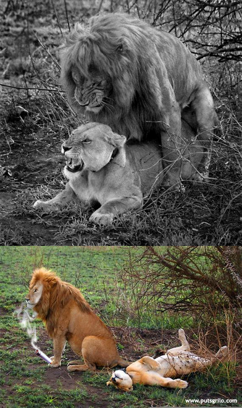 Sexo Animal
