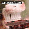 Gif