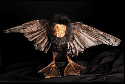 Fotos: Animais Empalhados Bizarros