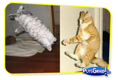 Fotos: Gatas e Gatos em Momentos Divertidos