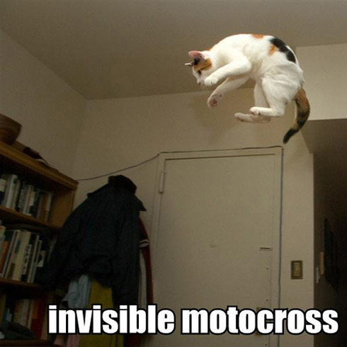 Fotos: Gatas e Gatos em Momentos Divertidos