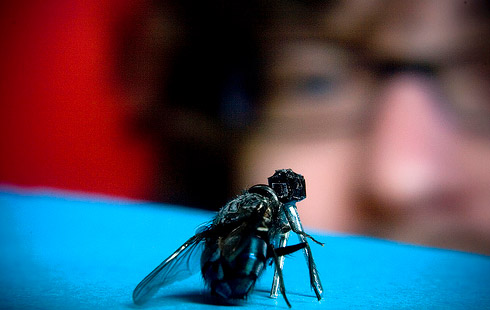 Mosca