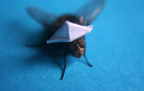 Mosca