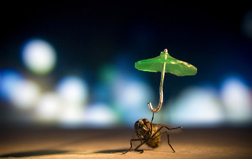 Mosca