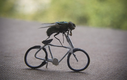 Mosca