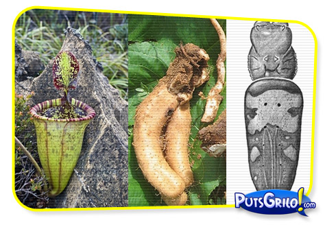 Fotos: Incríveis Espécies Descobertas em 2009