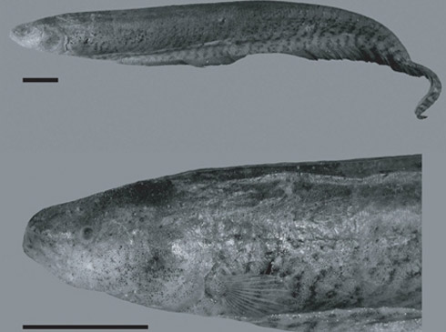 Fotos: Incríveis Espécies Descobertas em 2009 Fotos: Incríveis Espécies Descobertas em 2009