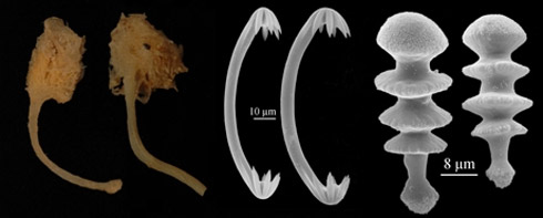 Fotos: Incríveis Espécies Descobertas em 2009 Fotos: Incríveis Espécies Descobertas em 2009