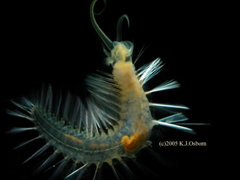 Fotos: Incríveis Espécies Descobertas em 2009 Fotos: Incríveis Espécies Descobertas em 2009