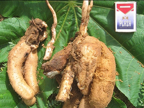 Fotos: Incríveis Espécies Descobertas em 2009 Fotos: Incríveis Espécies Descobertas em 2009