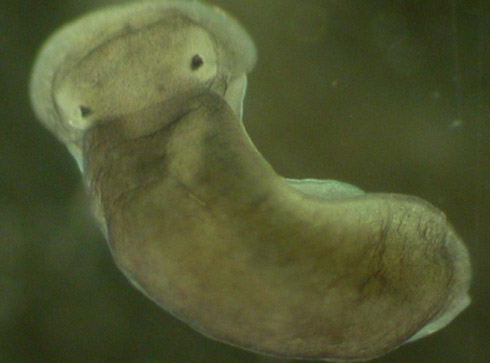 Fotos: Incríveis Espécies Descobertas em 2009 Fotos: Incríveis Espécies Descobertas em 2009