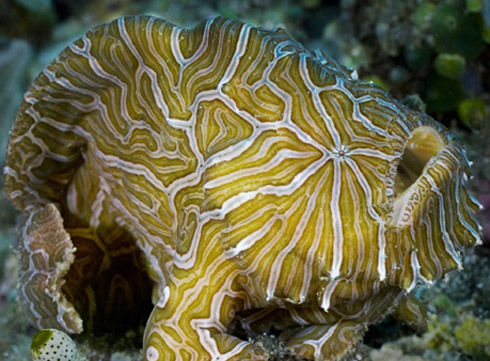 Fotos: Incríveis Espécies Descobertas em 2009 Fotos: Incríveis Espécies Descobertas em 2009