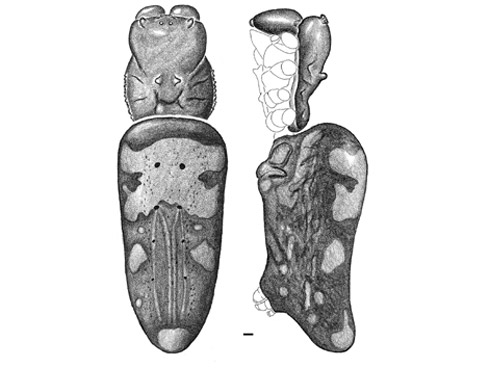 Fotos: Incríveis Espécies Descobertas em 2009 Fotos: Incríveis Espécies Descobertas em 2009
