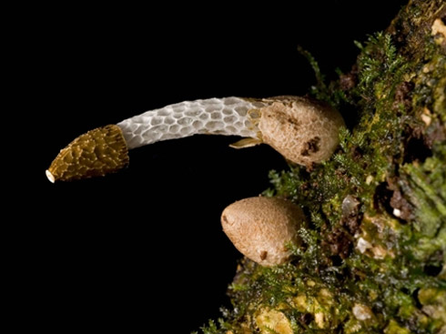 Fotos: Incríveis Espécies Descobertas em 2009 Fotos: Incríveis Espécies Descobertas em 2009