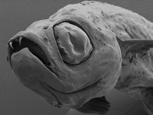 Fotos: Incríveis Espécies Descobertas em 2009 Fotos: Incríveis Espécies Descobertas em 2009