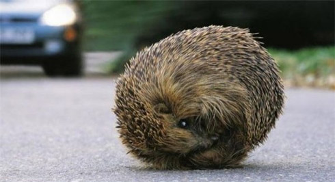 Flagra: Sonic da Vida Real