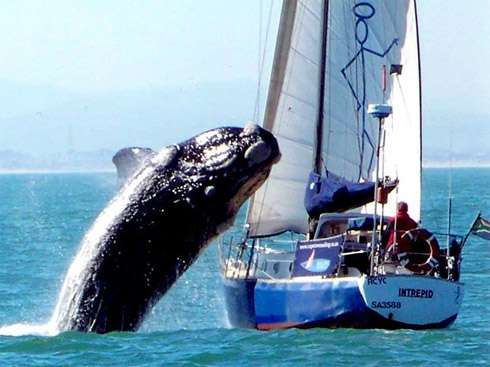 Foto: Baleia Ataca Barco na África do Sul