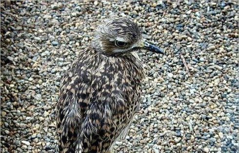 Fotos: Animais Disfarçados [Mimetismo]