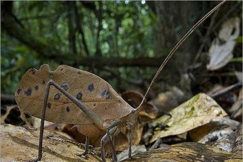Fotos: Animais Disfarçados [Mimetismo]
