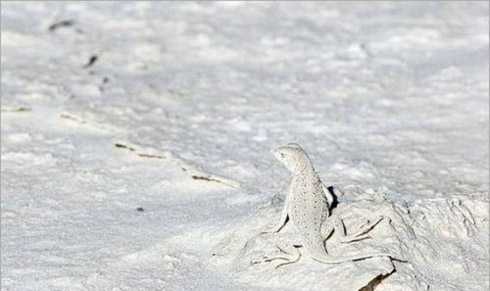 Fotos: Animais Disfarçados [Mimetismo]