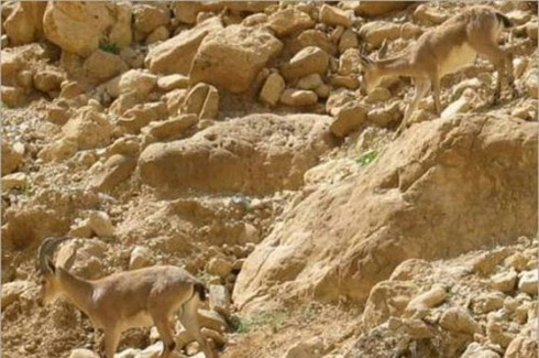 Fotos: Animais Disfarçados [Mimetismo]