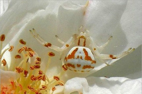 Fotos: Animais Disfarçados [Mimetismo]