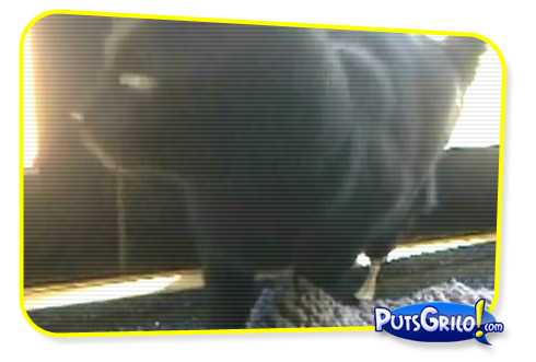 Vídeo: Incrível Gato Biônico