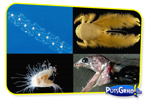 Censo da Vida Marinha Mostra Animais Raros [Fotos]