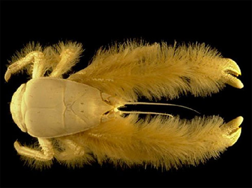 Censo da Vida Marinha Mostra Animais Raros [Fotos]