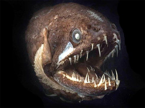 Censo da Vida Marinha Mostra Animais Raros [Fotos]