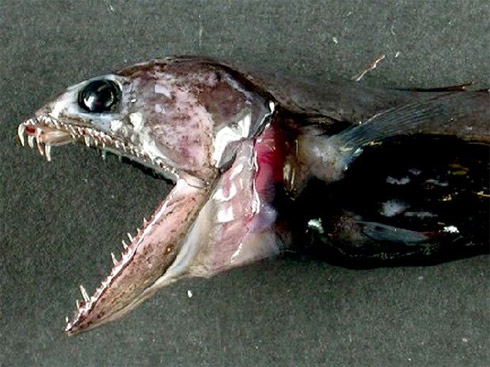 Censo da Vida Marinha Mostra Animais Raros [Fotos]
