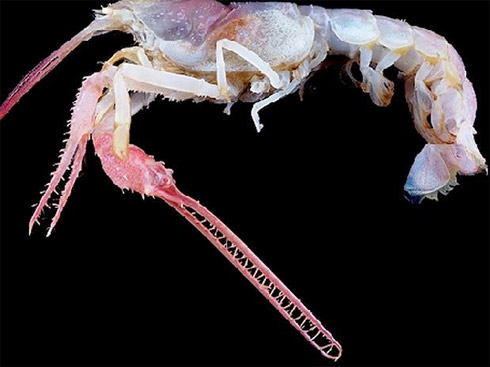 Censo da Vida Marinha Mostra Animais Raros [Fotos]
