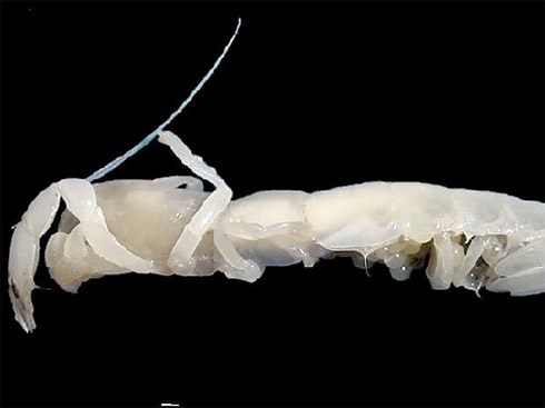 Censo da Vida Marinha Mostra Animais Raros [Fotos]