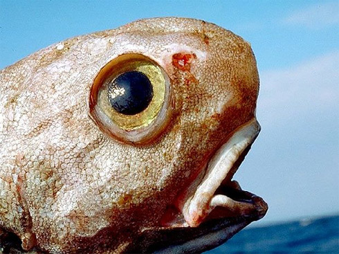 Censo da Vida Marinha Mostra Animais Raros [Fotos]