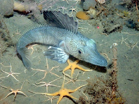 Censo da Vida Marinha Mostra Animais Raros [Fotos]