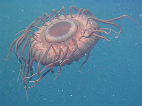 Censo da Vida Marinha Mostra Animais Raros [Fotos]