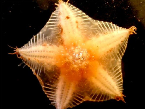 Censo da Vida Marinha Mostra Animais Raros [Fotos]