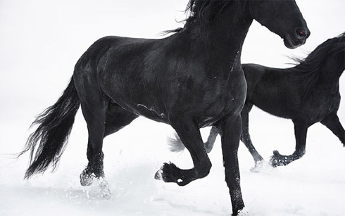 Cães e Cavalos em Fotos Espetaculares