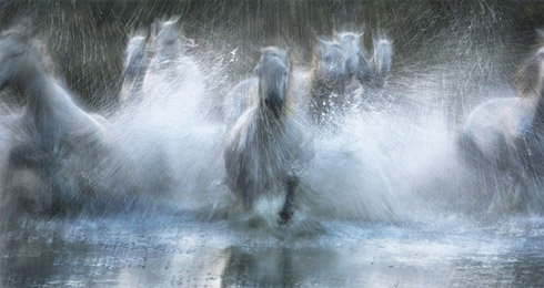 Cães e Cavalos em Fotos Espetaculares