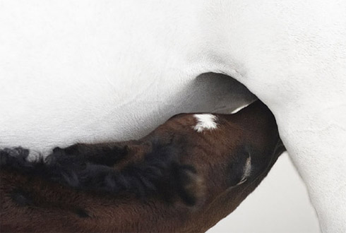Cães e Cavalos em Fotos Espetaculares