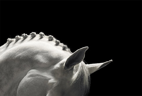 Cães e Cavalos em Fotos Espetaculares