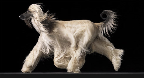 Cães e Cavalos em Fotos Espetaculares