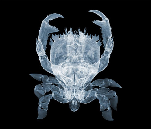 Radiografias e Raio X de Objetos e Animais