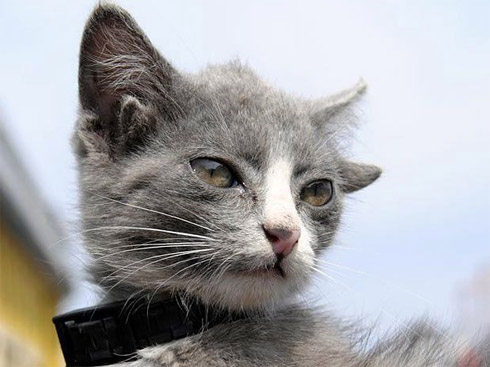 Flagras: Animais Bizarros e Estranhos