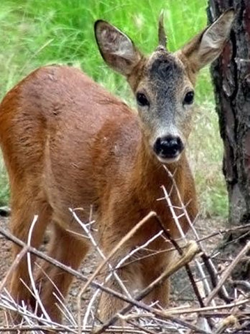 Flagras: Animais Bizarros e Estranhos