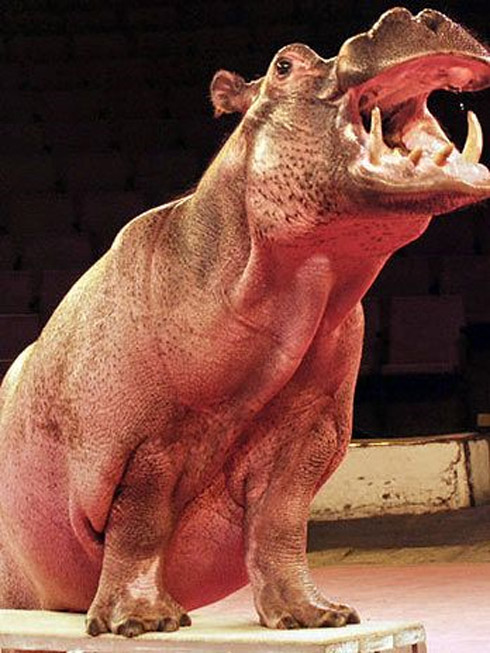 Flagras: Animais Bizarros e Estranhos