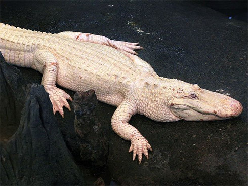 Flagras: Animais Bizarros e Estranhos