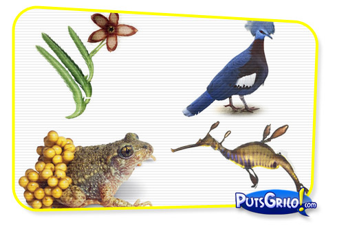 Livro Com Fotos de Animais e Plantas Estranhas e Curiosas