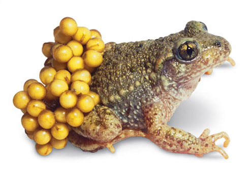 Livro Com Fotos de Animais e Plantas Estranhas e Curiosas